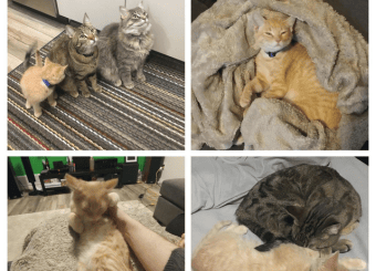 Using Power Automate to Create a Photo Library and Add it to the Navigation